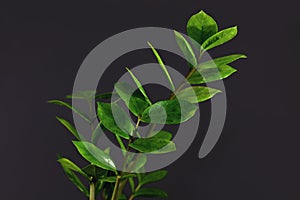 Tropical `Zamioculcas Zamiifolia` house plant on dark black background, also called `ZZ plant` or `Emerald Palm`