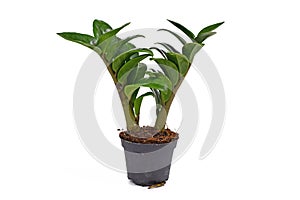 Tropical `Zamioculcas Zamiifolia Zenzi` houseplant in flower pot on white background