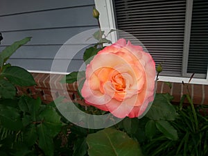 Tropicana rose Bush photo