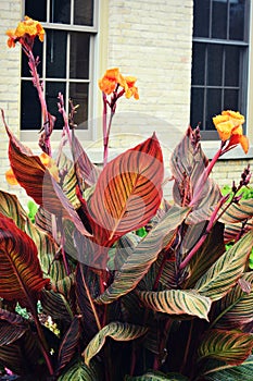 Tropicanna Canna