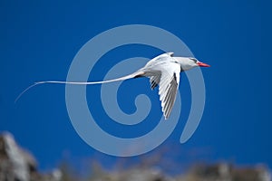 Tropicbird