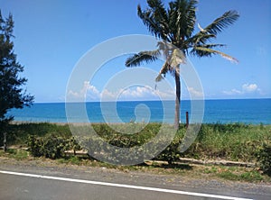 Tropics coast palmtree