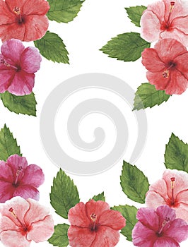 Tropics flowers hibiscus Watercolor illustrations Botanical decorations Decoration Postcard Invitation design decoration congratul