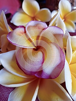 TROPICS FRANGIPANI FLOWERS