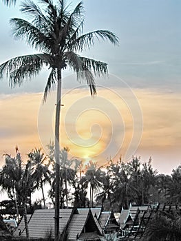 Tropics Palms Sky