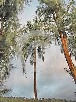 Tropics Palms Sky