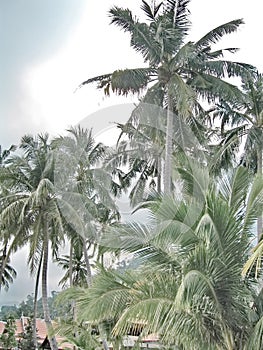 Tropics Palms Sky