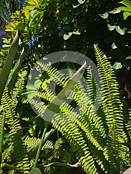 tropics plant fern forest green grass