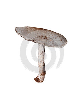 Tropics poisonous mushrooms isolated on white background.