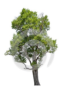 Tropics and subtropics tree isolated