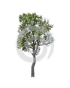 Tropics and subtropics tree isolated