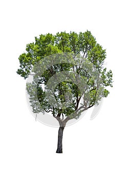 Tropics and subtropics tree isolated