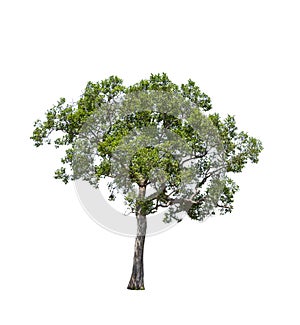 Tropics and subtropics tree isolated