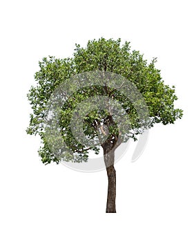 Tropics and subtropics tree isolated