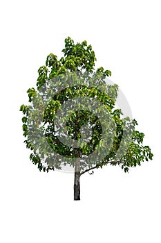 Tropics and subtropics tree isolated