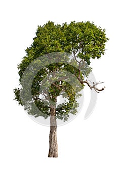 Tropics and subtropics tree isolated