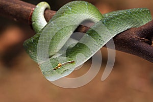 Tropidolaemus subannulatus wagleri viper on branch