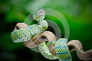 Tropidolaemus subannulatus wagleri viper photo