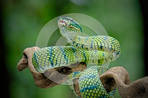 Tropidolaemus subannulatus wagleri viper photo