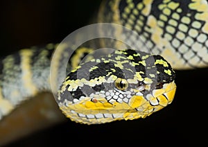 Tropidolaemus wagleri female - extreme closeup of the face from the left side showing the eye of the snake. wagler pit wiper matur