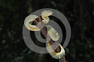 Tropidolaemus wagleri snake closeup on the branch. Tropidolaemus wagleri`