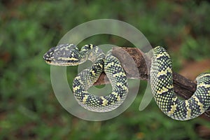 Tropidolaemus wagleri snake closeup on the branch. Tropidolaemus wagleri`