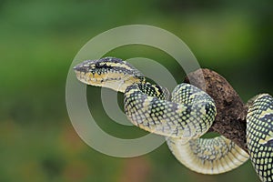 Tropidolaemus wagleri snake closeup on the branch. Tropidolaemus wagleri`