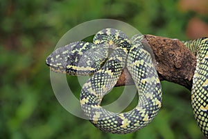 Tropidolaemus wagleri snake closeup on the branch, Viper snake, Beautiful color wagleri snake  Tropidolaemus wagleri