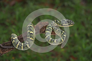 Tropidolaemus wagleri snake closeup on the branch, Viper snake, Beautiful color wagleri snake  Tropidolaemus wagleri