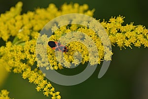 Tropidothorax leucopterus on a Solidago