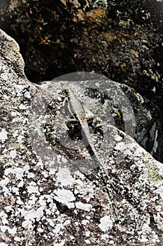 Tropidurus oreadicus standing on stone in field