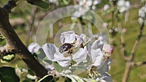 Tropinota hirta beetle eating apple tree blossoms affecting the crop. Epicometis insect of Coleoptera order