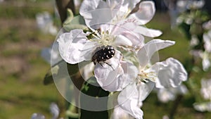 Tropinota hirta beetle eating apple tree blossoms affecting the crop. Epicometis insect of Coleoptera order