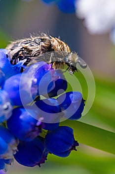 Tropinota hirta eats flowers. Insecticidal pest control concept