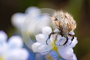 Tropinota hirta eats flowers. Insecticidal pest control concept