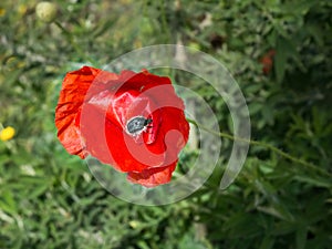 Tropinota squalida  in a poppy flower