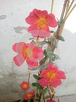 A tropis flower tree