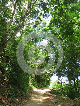 Tropisch bos Minca, Santa Marta, Colombia; Tropical forest at Mi