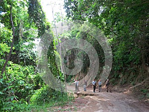 Tropisch bos Minca, Santa Marta, Colombia; Tropical forest at Mi