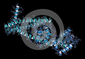 Troponin, 3D rendering: structure of the human cardiac troponin core domain. Composed of three subunits (C, T and I). Combined