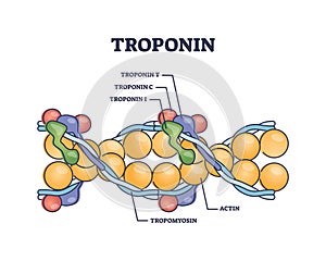 Troponin complex and three regulatory proteins structure outline diagram