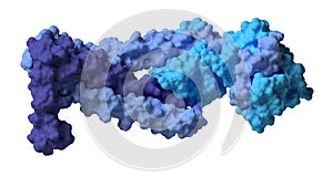 Troponin: structure of the human cardiac troponin core domain, 3D rendering. Composed of three subunits (C, T and I