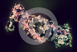 Troponin: structure of the human cardiac troponin core domain. Composed of three subunits (C, T and I). 3D rendering based on