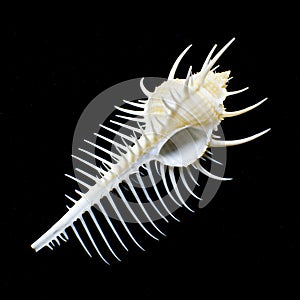 Troschel's Murex or Venus Comb murex seashell photo
