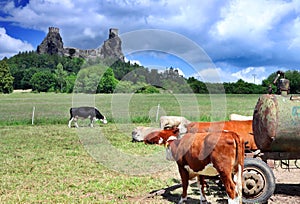 Trosky in Cesky raj with cows