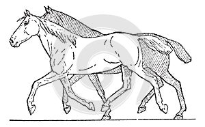 Trot or Horse Gait, vintage engraving