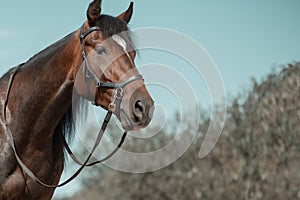 Trotter with black leather bridle and reins in outdoors. Close-up horse portrait