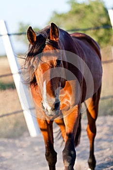 Trotteur francais trotter horse gelding outdoor