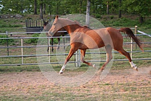 Trotting Arabian