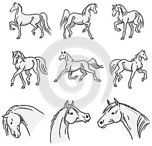Trotting Arabian Horses